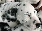 Small Photo #3 Dalmatian Puppy For Sale in LEMON GROVE, CA, USA