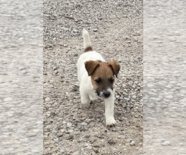 Medium Photo #4 Jack Russell Terrier Puppy For Sale in FREEMAN, MO, USA