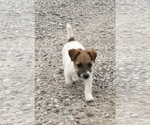 Small Photo #4 Jack Russell Terrier Puppy For Sale in FREEMAN, MO, USA