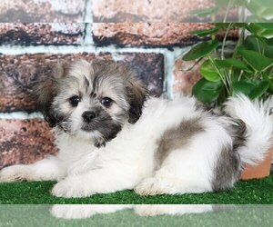 Unknown-Zuchon Mix Puppy for sale in BEL AIR, MD, USA