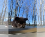 Small #12 Pomeranian