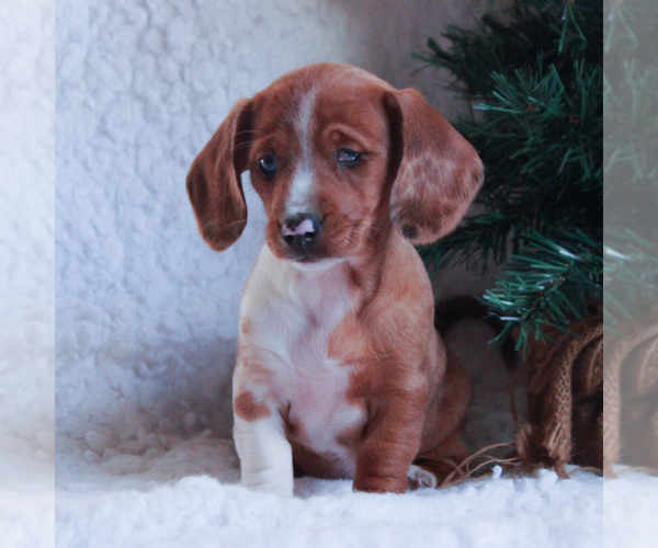 Medium Photo #3 Dachshund Puppy For Sale in GAP, PA, USA