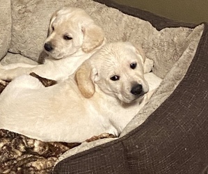 Labrador Retriever Puppy for sale in TOPEKA, KS, USA