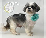 Small #2 Shih Tzu