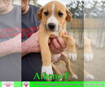 Small #5 American Staffordshire Terrier-Catahoula Leopard Dog Mix
