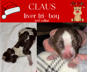 Medium English Springer Spaniel