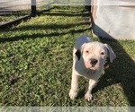 Small Photo #12 American Bulldog Puppy For Sale in HOUSTON, TX, USA