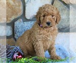 Small Photo #2 Goldendoodle-Poodle (Standard) Mix Puppy For Sale in KINZERS, PA, USA