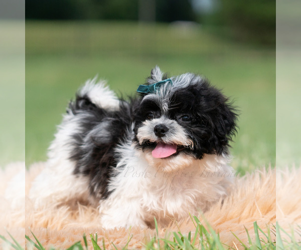 Medium Photo #37 Shih Tzu Puppy For Sale in WARSAW, IN, USA