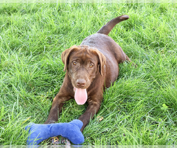 Medium Photo #3 Labrador Retriever Puppy For Sale in SYRACUSE, IN, USA