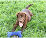 Samuel - Male Labrador Retriever Puppy for Sale - Photo #3