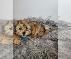 Shih-Poo Puppy for sale in INDIANAPOLIS, IN, USA