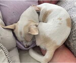 Small Photo #14 Chihuahua-Unknown Mix Puppy For Sale in San Francisco, CA, USA