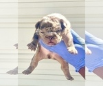 Small Photo #34 French Bulldog Puppy For Sale in MOBILE, AL, USA