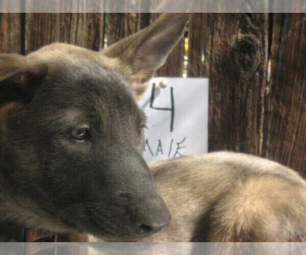 Medium Photo #7 Dutch Shepherd Dog Puppy For Sale in TUCSON, AZ, USA