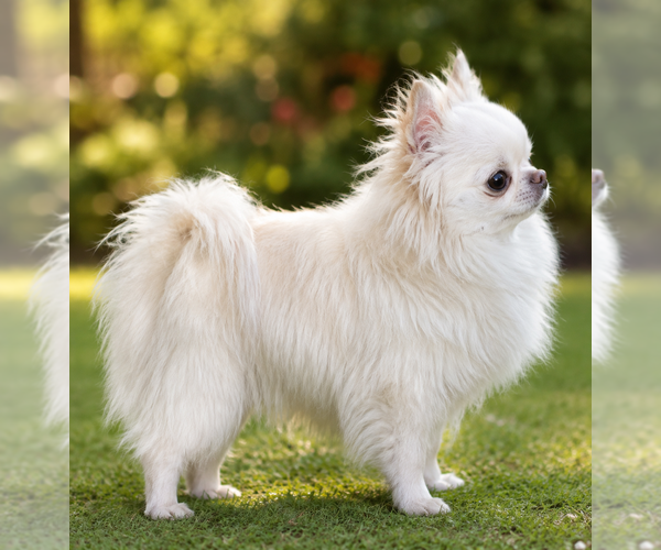 Medium Photo #1 Chihuahua Puppy For Sale in LAKEWOOD, WA, USA