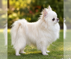 Father of the Chihuahua puppies born on 08/11/2026