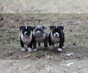 American Bully Puppy for sale in LAWRENCE, MA, USA