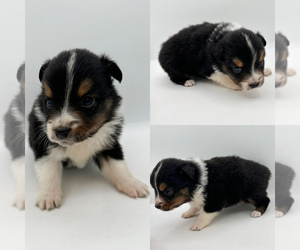 Australian Shepherd Puppy for sale in BROOKER, FL, USA