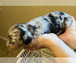Puppy 1 Aussie-Poo-Cavapoo Mix