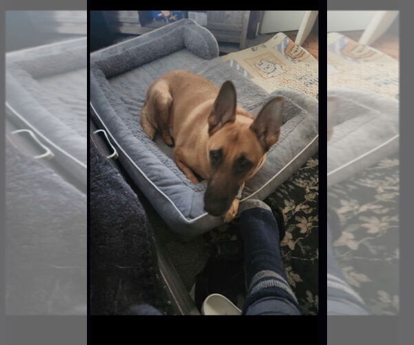 Medium Photo #3 German Shepherd Dog Puppy For Sale in Hayward, CA, USA