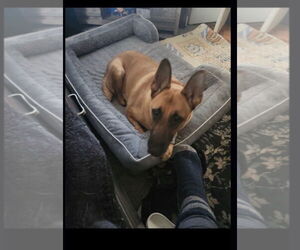 Aura - Female German Shepherd Dog Dog for Adoption - Photo #3