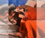 Litter of 3 - Male(s) and Female(s) Boston TerrierLitter of Puppies for Sale - Small photo