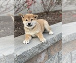Small Photo #5 Shiba Inu Puppy For Sale in CANOGA, NY, USA
