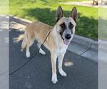Small German Shepherd Dog