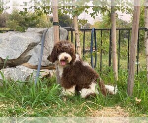 Father of the Australian Labradoodle-Labradoodle Mix puppies born on 04/19/2022