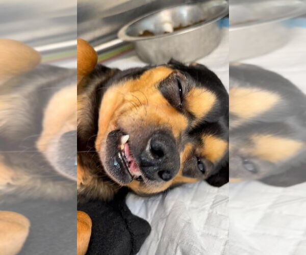 Medium Photo #3 Chipin Puppy For Sale in Lake Elsinore, CA, USA