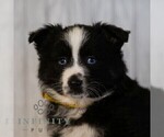 Small #2 Miniature Australian Shepherd