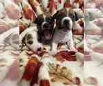 Puppy Puppy 1 Jack Russell Terrier