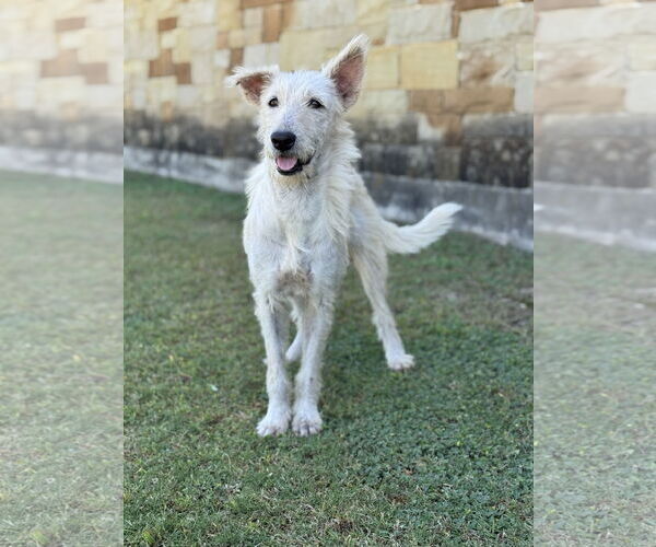 Medium Photo #3 Mutt Puppy For Sale in PIPE CREEK, TX, USA