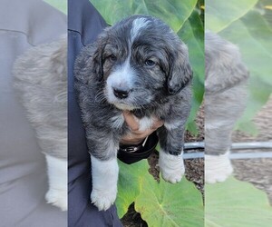 Goldendoodle-Great Pyrenees Mix Puppy for sale in EAST FALMOUTH, MA, USA