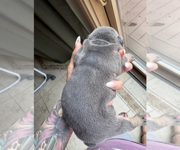 Medium Photo #8 English Bulldog Puppy For Sale in SEYMOUR, IN, USA
