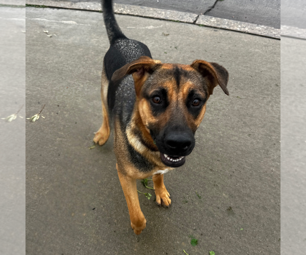 Medium Photo #1 German Shepherd Dog-Unknown Mix Puppy For Sale in Newport Beach, CA, USA