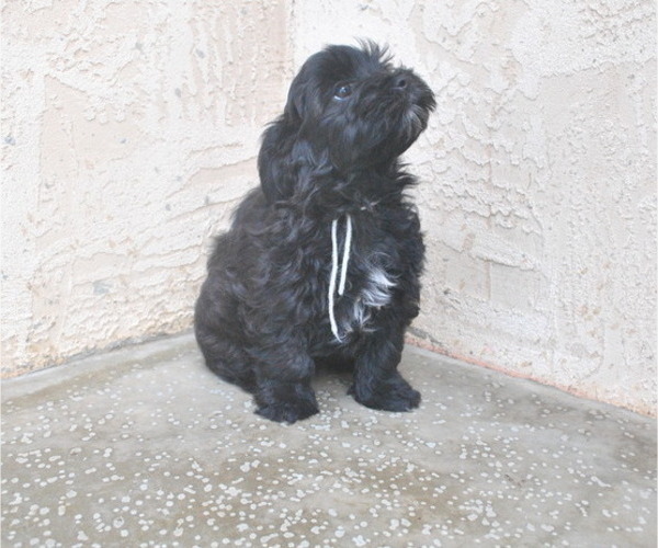Medium Photo #5 Havanese Puppy For Sale in ZANESVILLE, OH, USA
