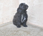 Small Photo #5 Havanese Puppy For Sale in ZANESVILLE, OH, USA