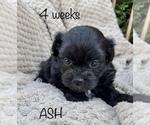 Image preview for Ad Listing. Nickname: Ash