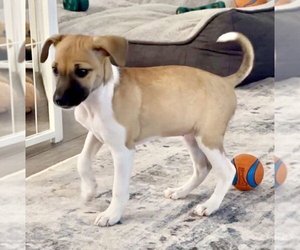 Medium Photo #1 Jack Chi Puppy For Sale in Omaha, NE, USA