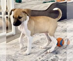 Chloe - Female Jack Chi Dog for Adoption - Small photo