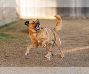 Mason - Male Golden Retriever-Unknown Mix Dog for Adoption - Photo #6