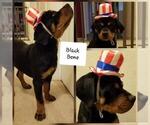 Small Photo #4 Rottweiler Puppy For Sale in COLUMBIA, MO, USA