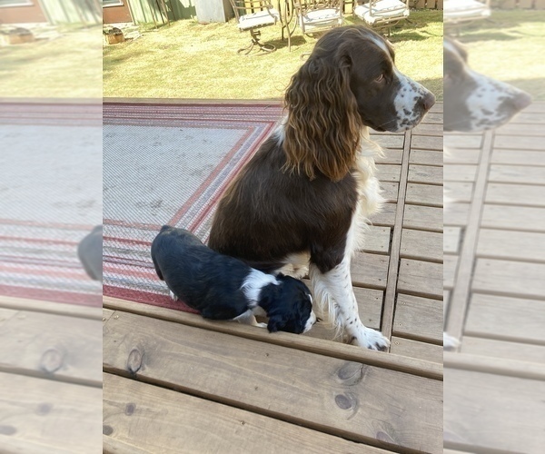 Full screen Photo #6 English Springer Spaniel Puppy For Sale in CENTER POINT, TX, USA