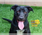 Small Photo #3 Borador Puppy For Sale in Moreno Valley, CA, USA