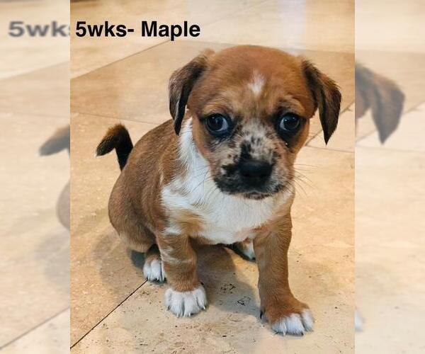 Medium Photo #1 Chiweenie Puppy For Sale in Los Angeles, CA, USA