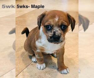 Chiweenie Dogs for adoption in Los Angeles, CA, USA