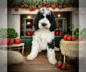 Bernedoodle-Poodle (Standard) Mix Puppy for sale in MENIFEE, CA, USA