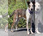 Small Border Collie Mix